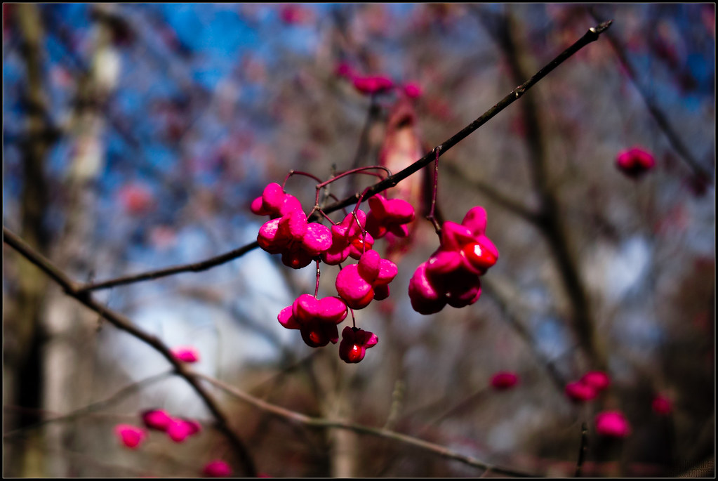 Eastern Burning Bush Seeds Seen at the Bucktoe Creek Natur… Flickr
