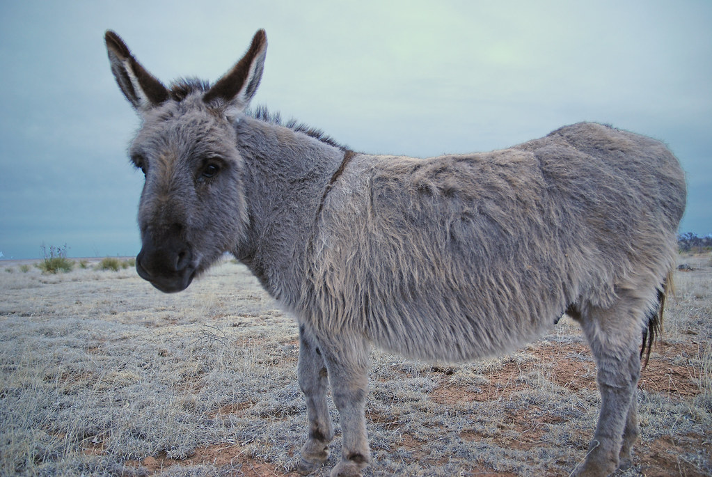 New Mexico Donkey These guys were at the "abandoned" corra… Flickr