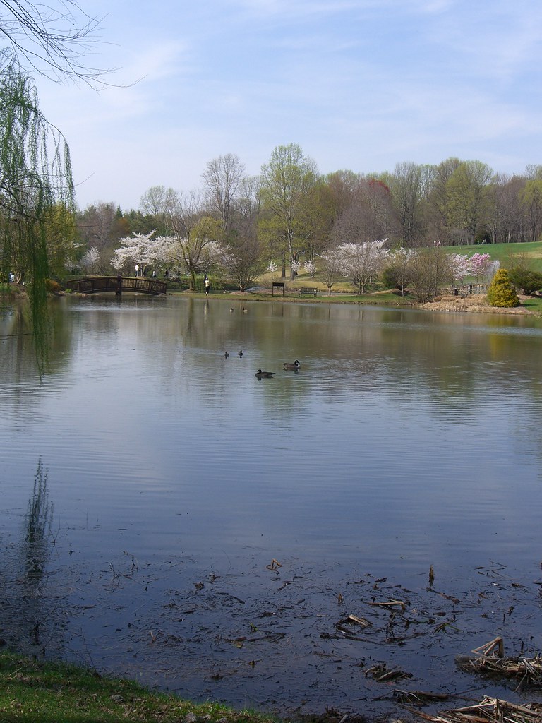 Cherry Blossoms at Meadowlark Gardens Flickr
