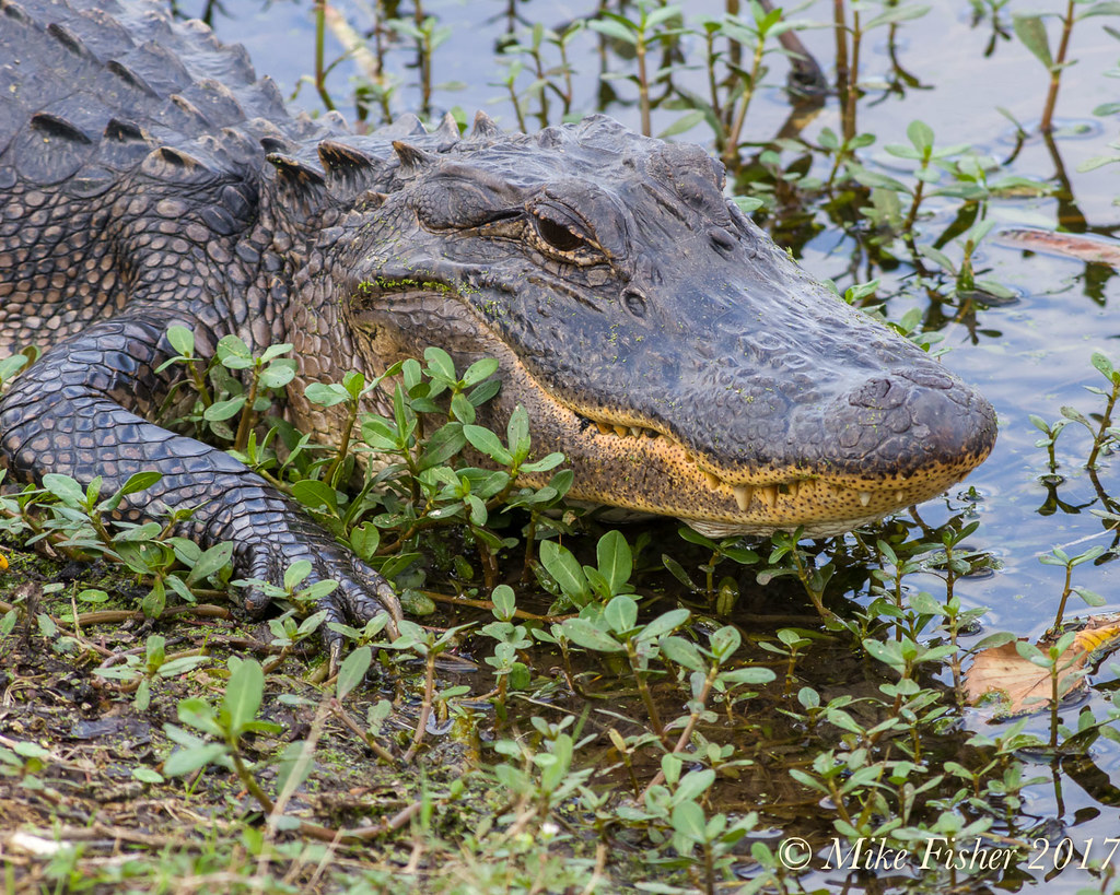 Guarding Elm Lake From the Tourists Approximately sixfoot… Flickr