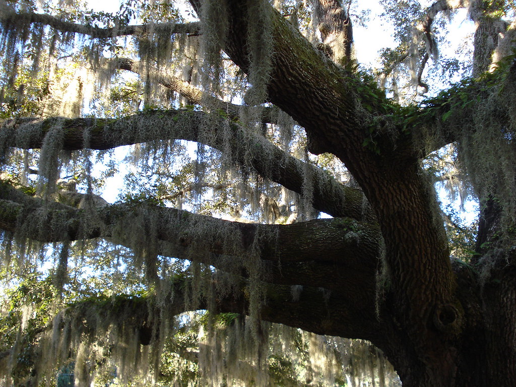 Penn Center, Beaufort, SC Live oak draped in Spanish moss.… Flickr