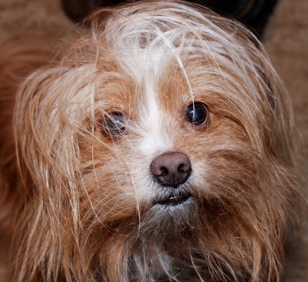 Bad hair day (38/365) This is my Lhasa Apso/Pomeranian