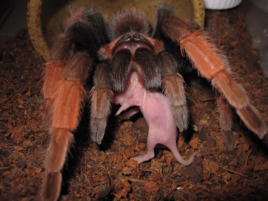 Brachypelma emelia tarantula and mouse Buster the B. emeli… Flickr