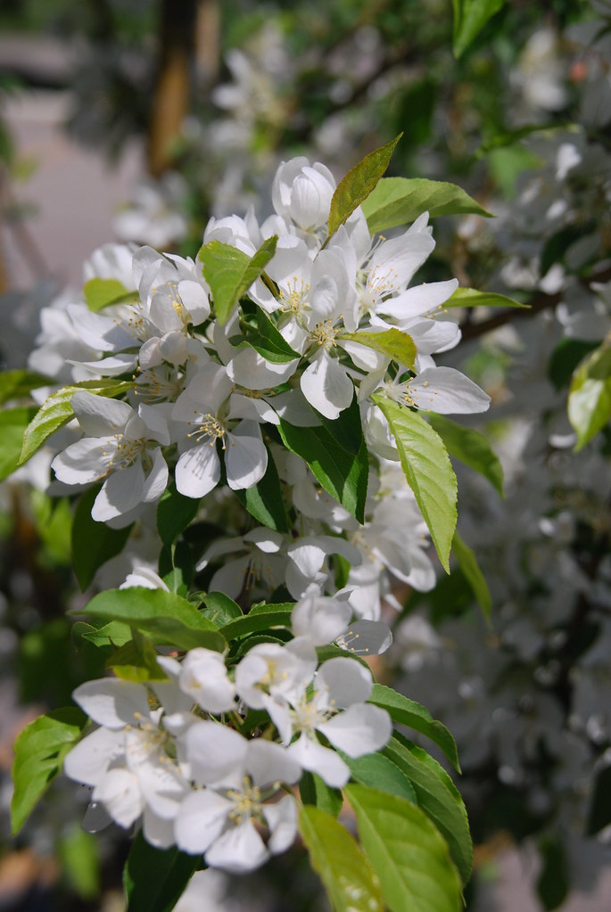 White Flowers on Tree White Flowering Tree in Spring Photo… Flickr