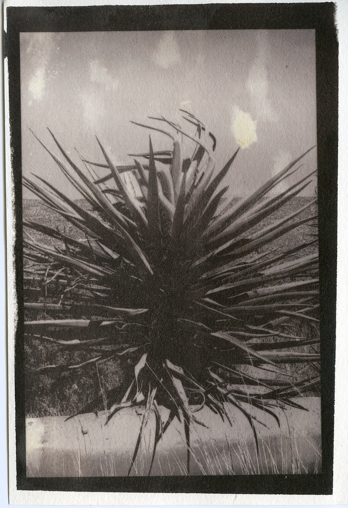 salt_new.mexico_6 second semester sophomore year (2009) di… Flickr