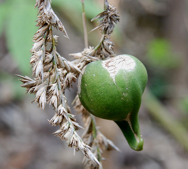 Mautak Fruit of Melocanna baccifera ("Muli" bamboo