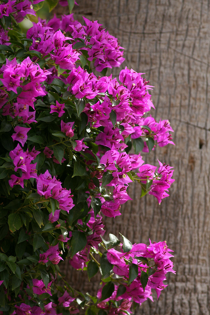 Bougainvillea with Palm Tree A very "Spring" shot, this is… Flickr
