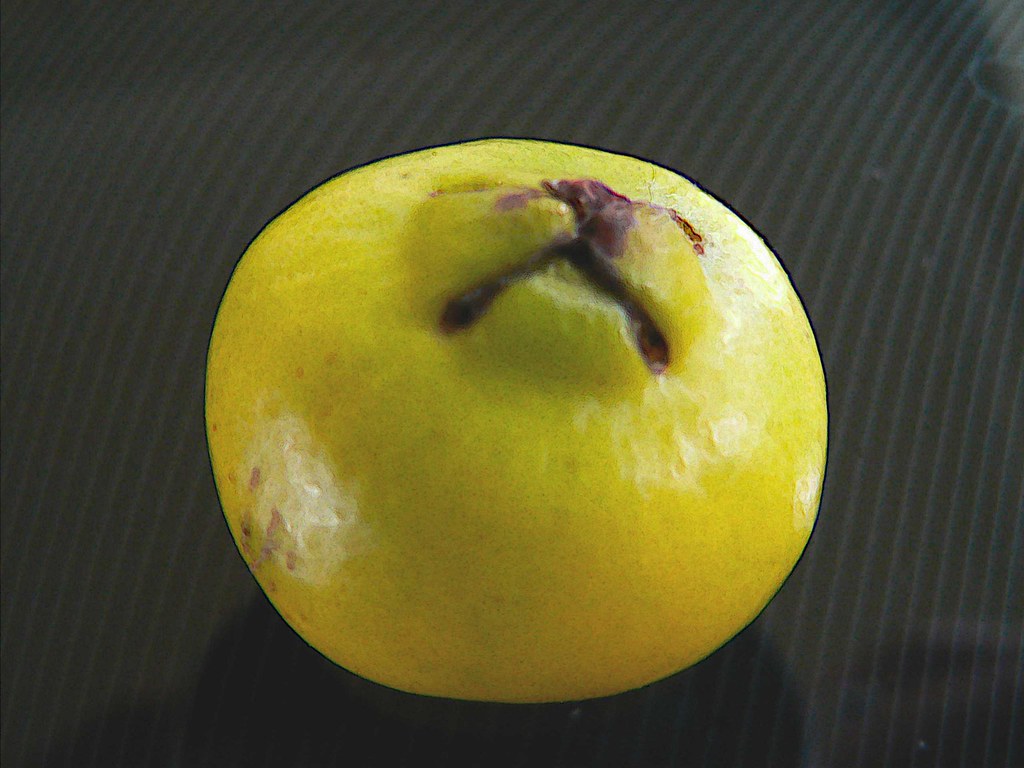 Yellow guava The tree in my garden is full of fruit which … Flickr