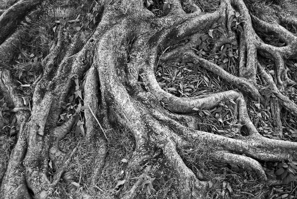 black and white tree roots at Peace Memorial Prpldrgnfly2010 Flickr