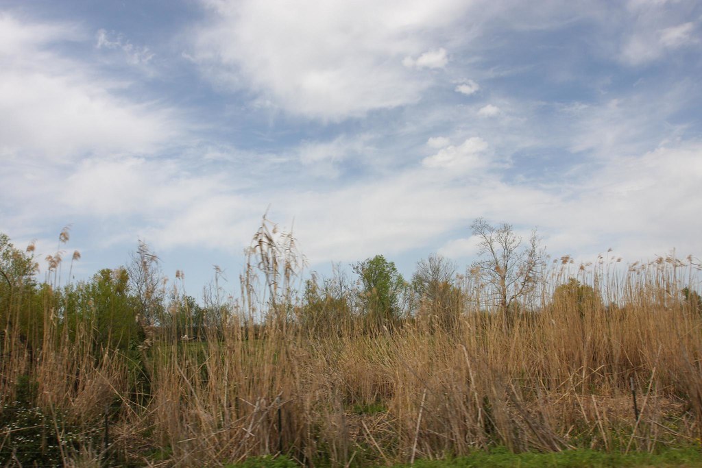 IMG_7594 Clovelly Farms Cut Off, Louisiana Lafourche Paris… Flickr