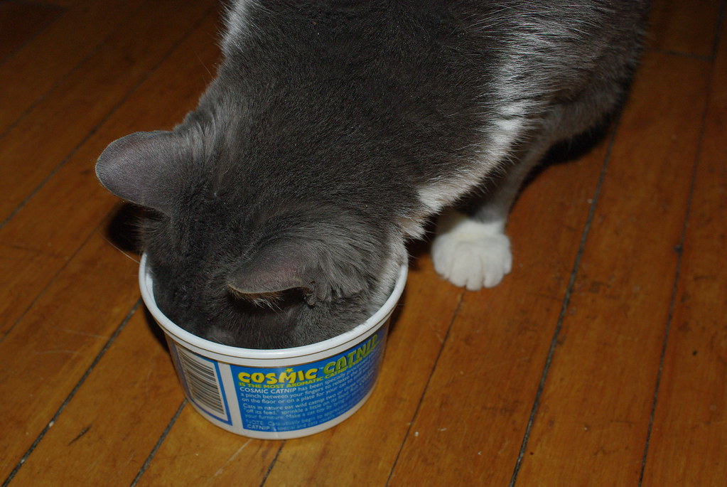 aggie loves catnip aggie can't get enough catnip. Jacob Earl Flickr