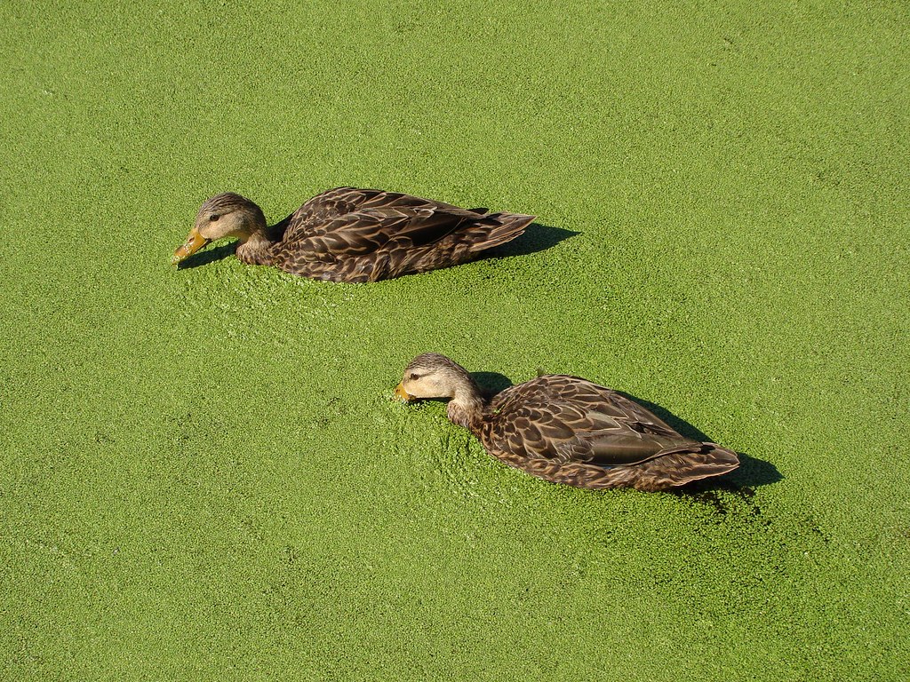 Ducks in DuckWeed Now you know why they call it duckweed. Burnt
