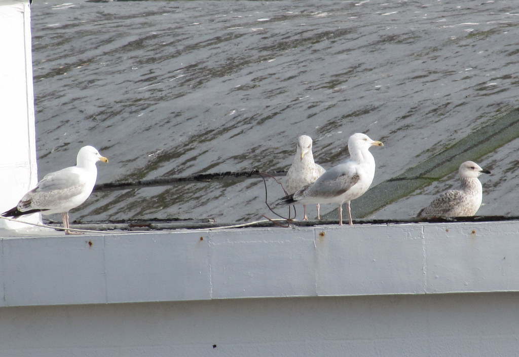 4 gulls group of various age Herring Gulls on top of Clact… Flickr