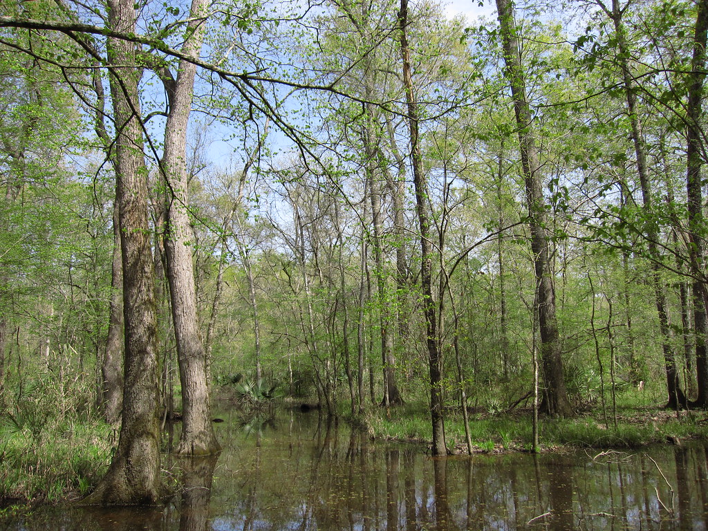 Swamp Hardwood Swamp in Sam Houston National Forest in eas… Flickr