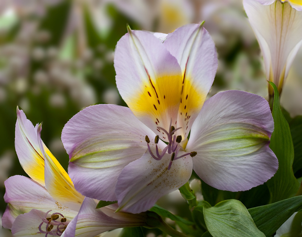 Shoprite Flowers Focus stacks are created from multiple im… Flickr