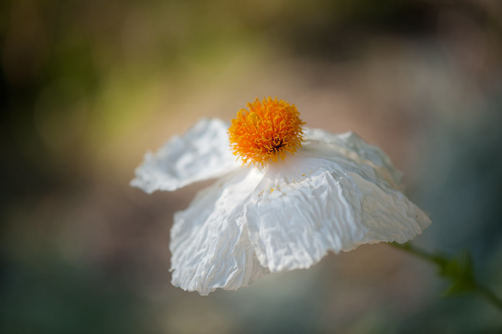 Fried Egg Flower This flower looks like a fried egg. MSRFX Flickr