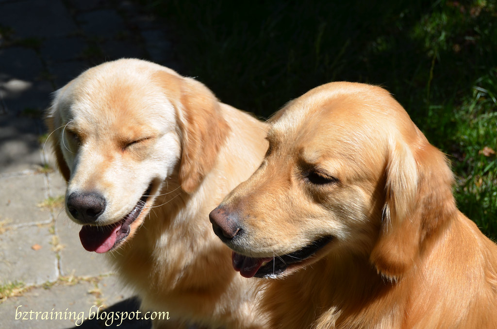 Blink! Why is it cute when dogs blink when you take a pict… Flickr