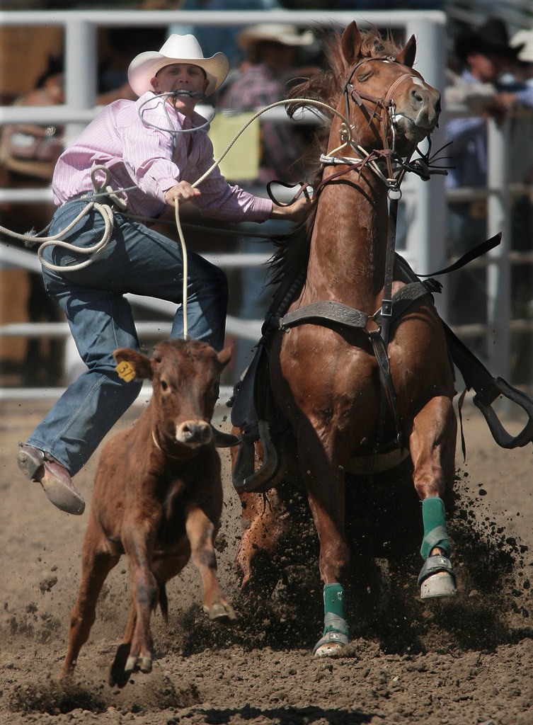 Rodeo Tie Down Rick Greiner of Highmore, South Dakota, jum… Flickr