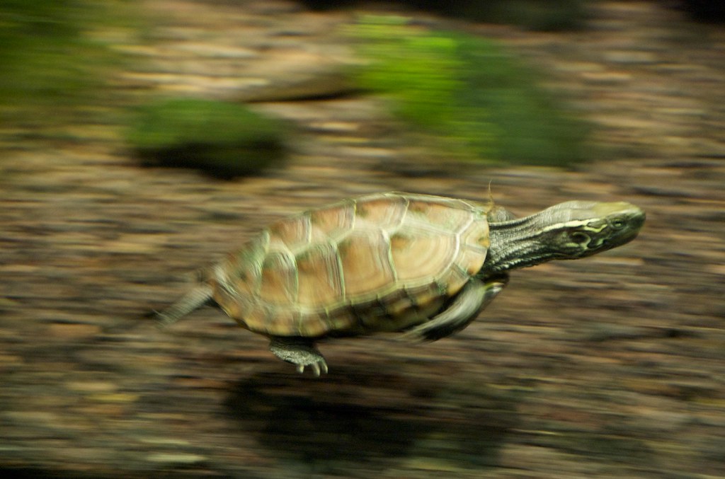 fast turtle This was the clearest shot I was able to get