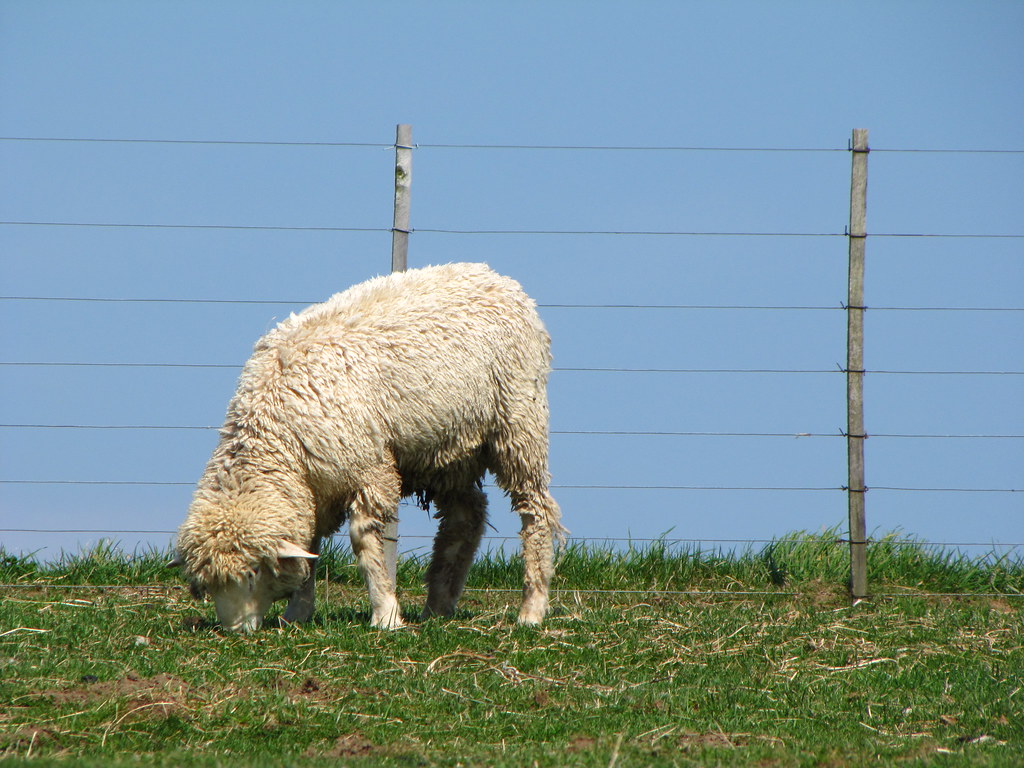 Allen Sheep Farm Martina Mastromonaco Flickr