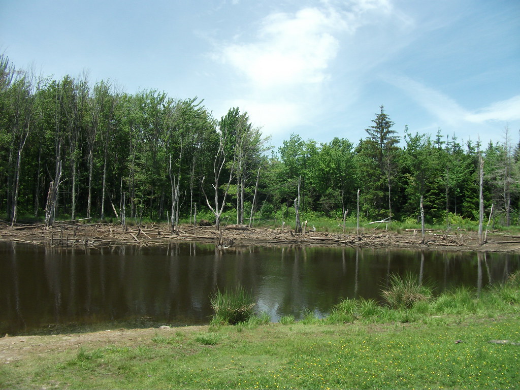 Looking Glass Pond West Fulton, New York a photo on Flickriver