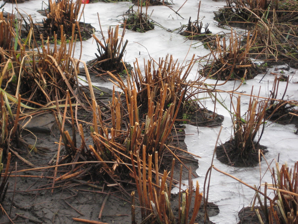 Winter Reed Bed The reed beds, etc. at the western end of … Flickr
