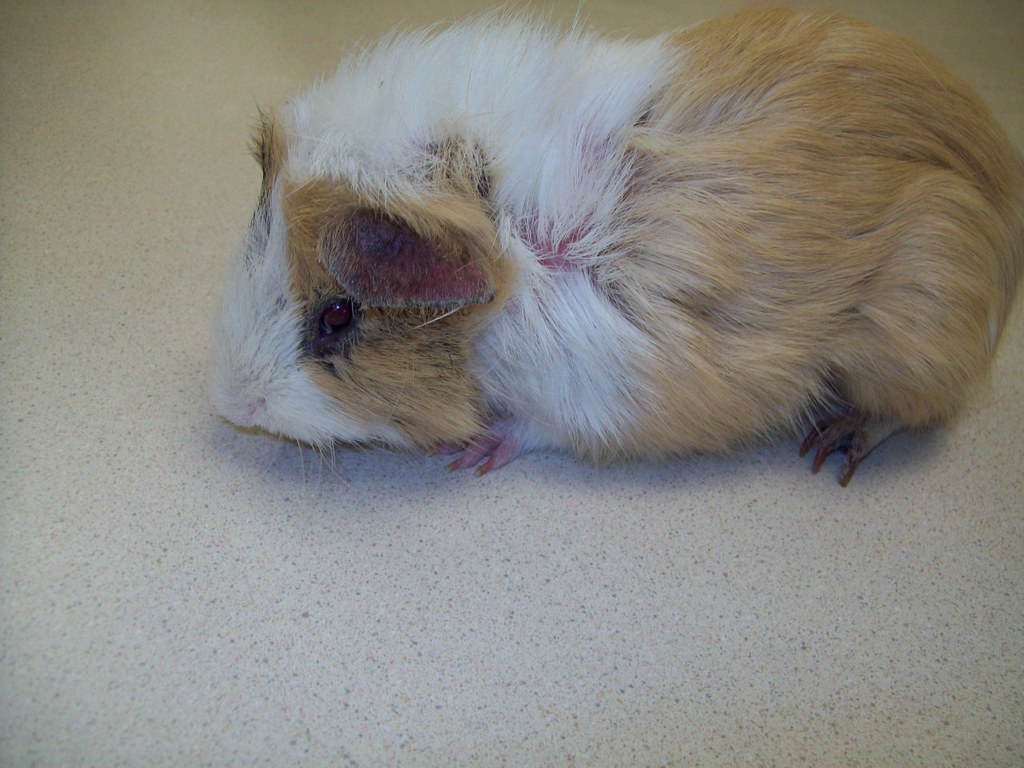 Guinea pig with sarcoptic mange This poor guinea pig was l… Flickr