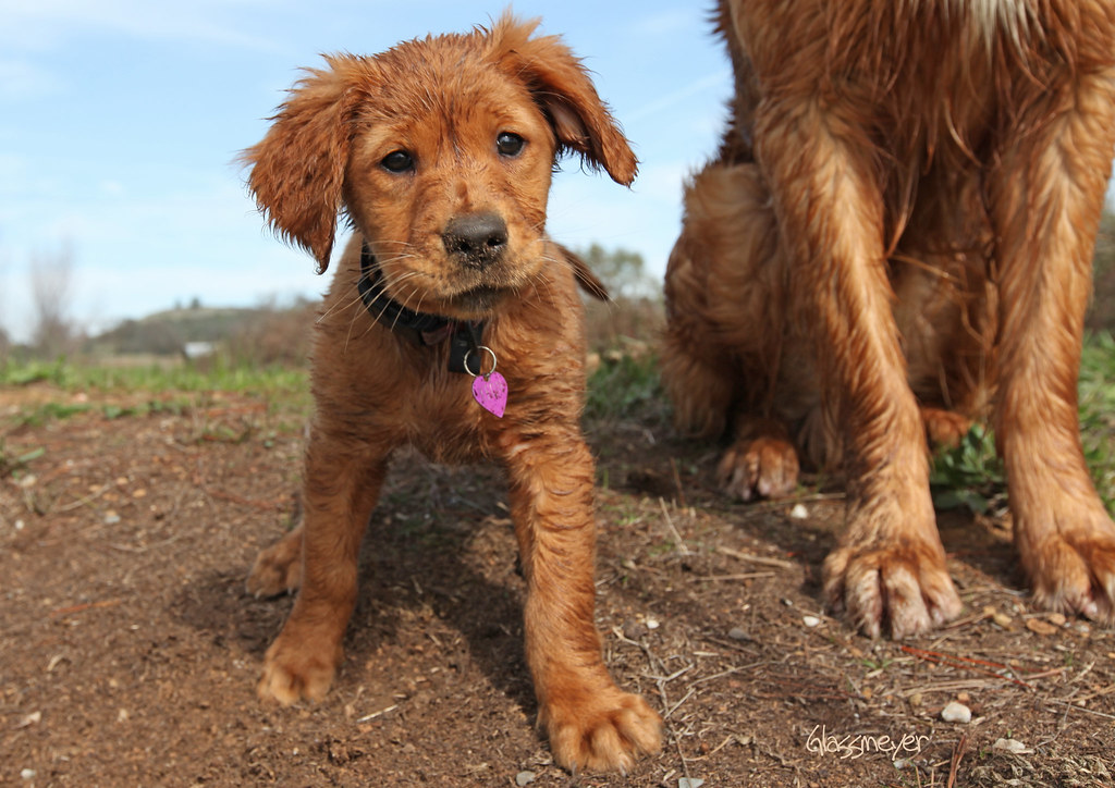What Dogs Have Big Paws