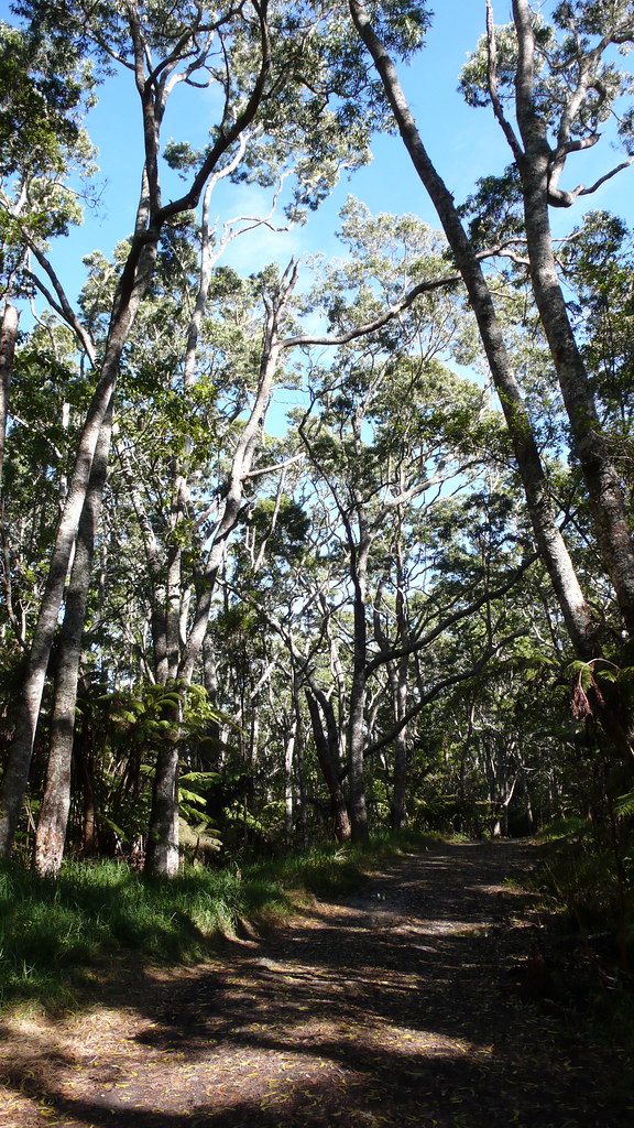 Laupahoehoe, Hawaii Acacia koa. 4ha plot. Credit CTFS Forest