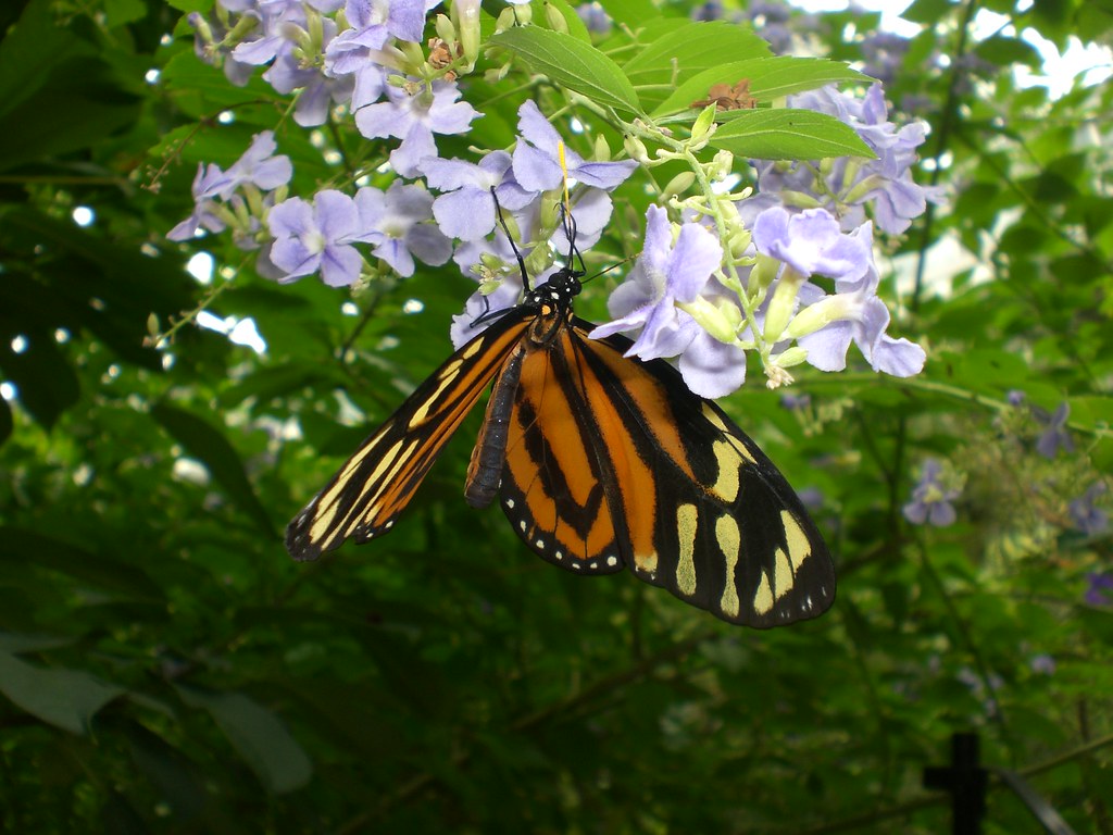 Butterfly House Detroit Zoo Went to the Detroit Zoo and … Flickr