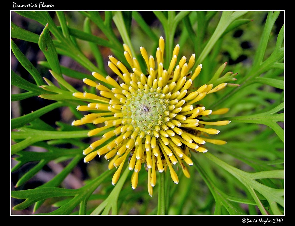 Drumstick Flower Shot along the Heritage Track at Blackhea… Flickr