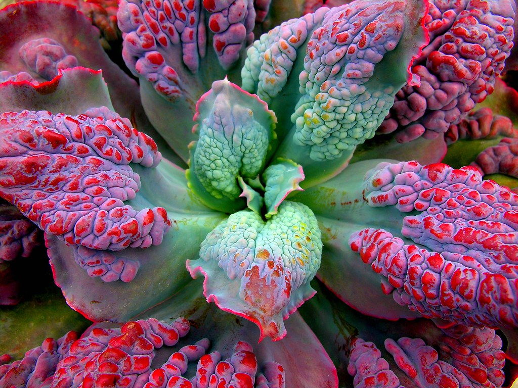 Bumby Bloom Succulent bloom at Half Moon Bay, CA. Ru Tover Flickr