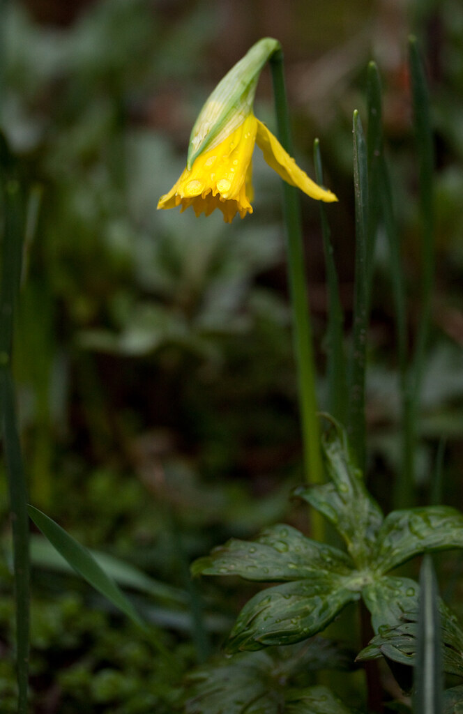 The first narcissus The first narcissus in my garden this … Flickr
