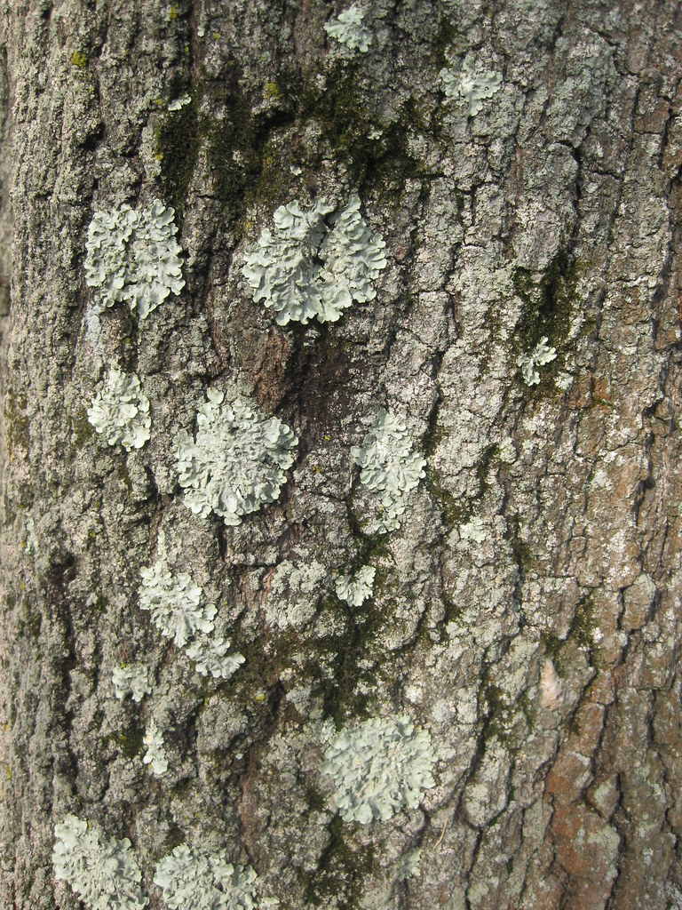 Tree mold kkmyst16 Flickr