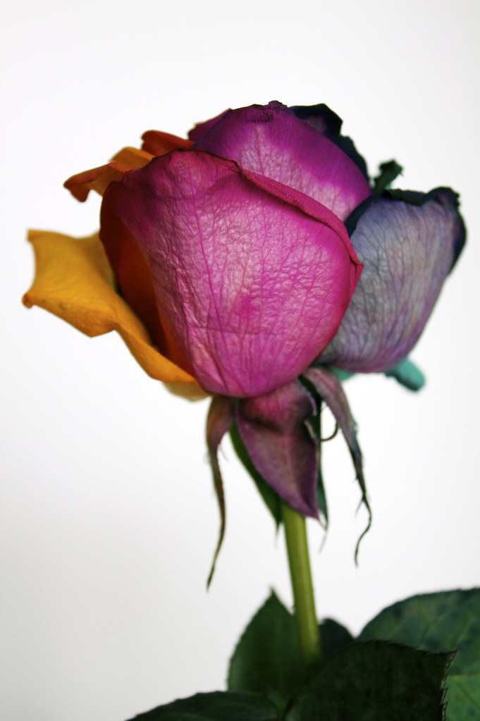 Day 47/365 Why TieDye a Rose? I've had enough with the s… Flickr