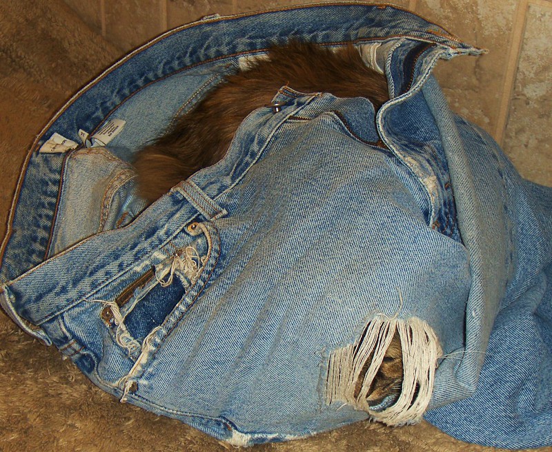 Sponsor Hunger Kommentator jeans poop zart verbunden Freiwillige