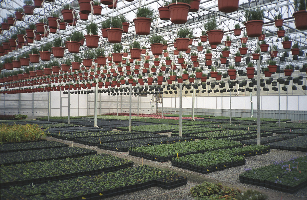 International Plant Propagators Society 2009 International… Flickr