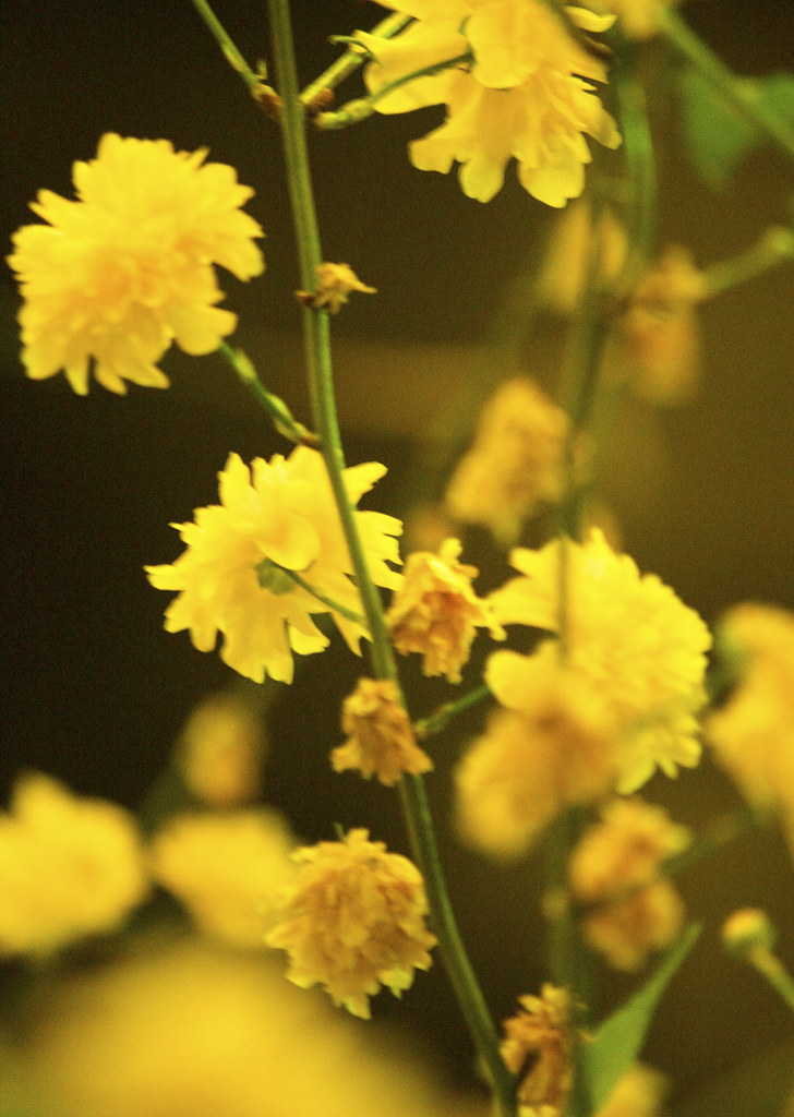 dark yellow flowers it's fun to try to get a good picture … Flickr