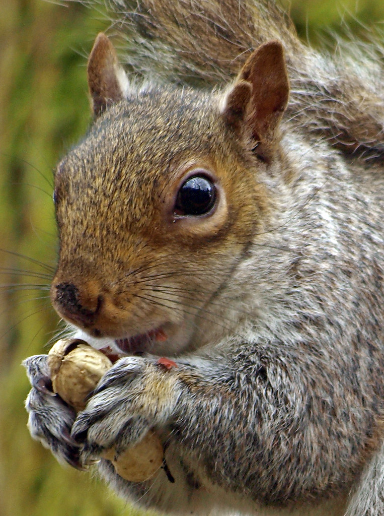 Driving me nuts Grey Squirrel in Taylor park,St Helens Steve