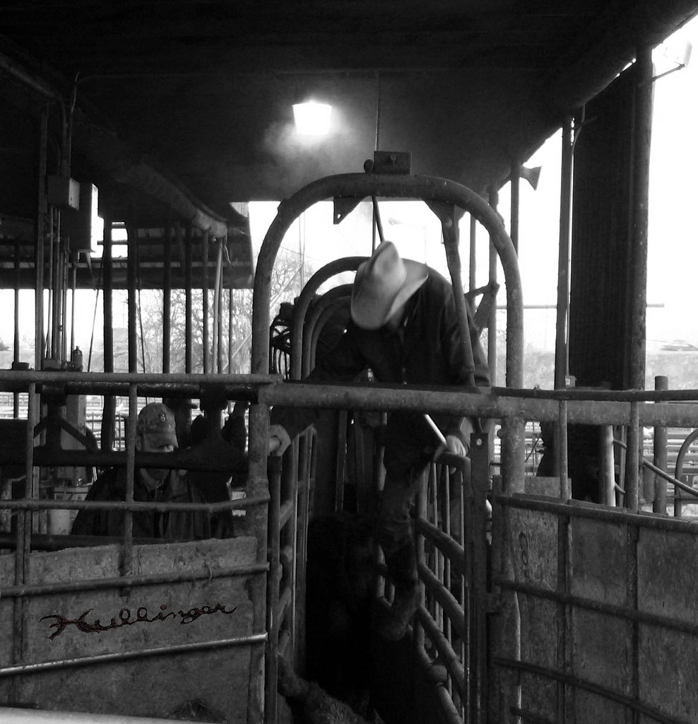 Cottonwood Livestock Auction Yard, Cottonwood, California Flickr