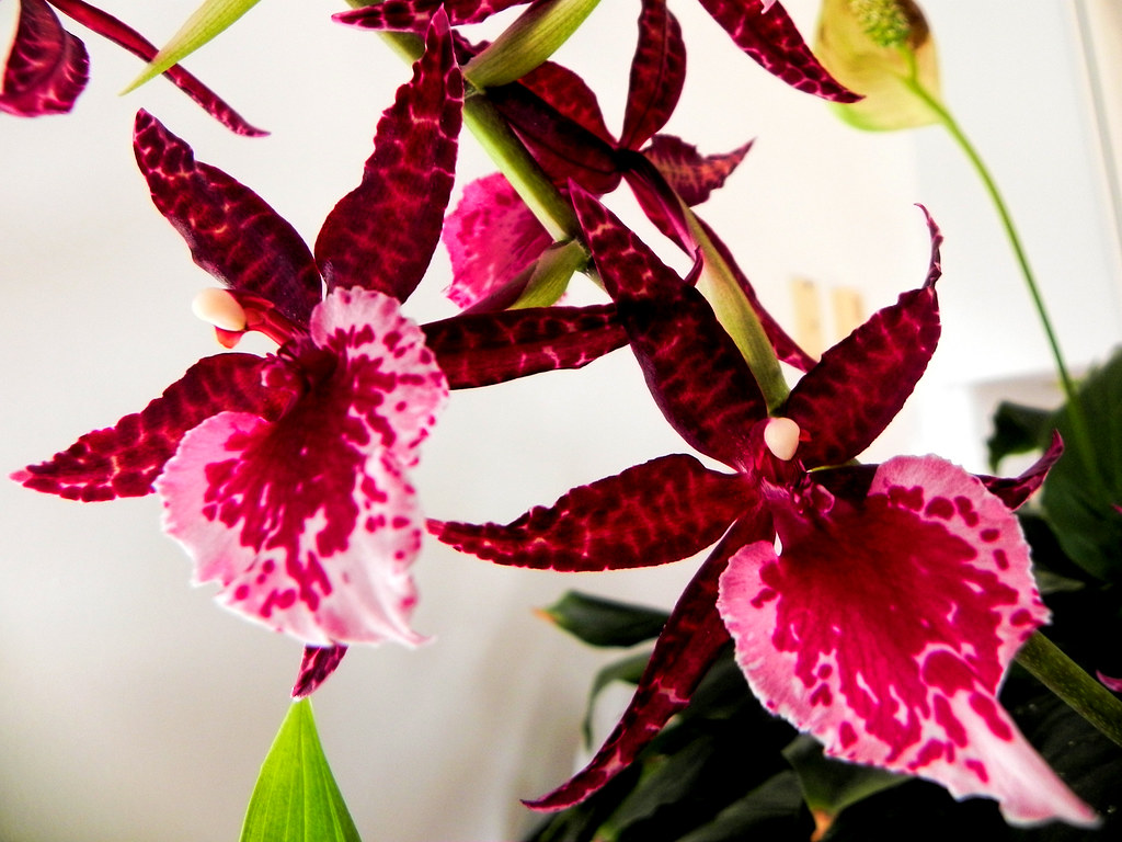 Mid Winter Orchids My orchids are blooming like crazy on m… Flickr