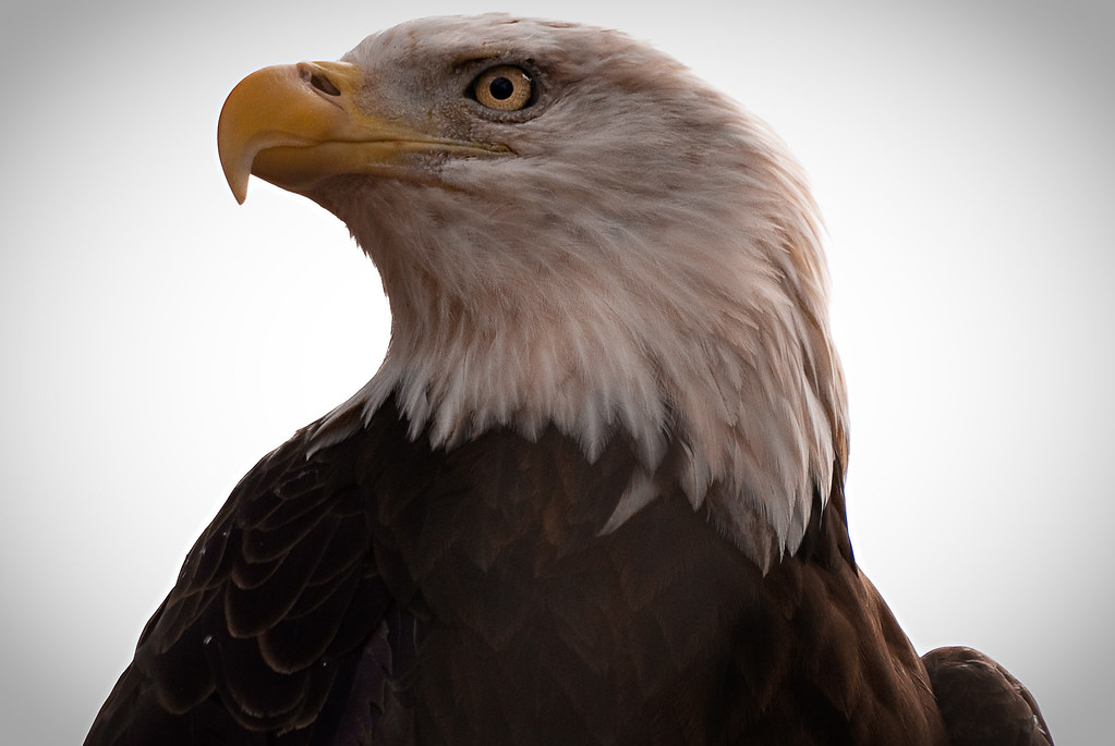 ...bald eagle bald eagle at North Carolina Zoo in Asheboro… Flickr