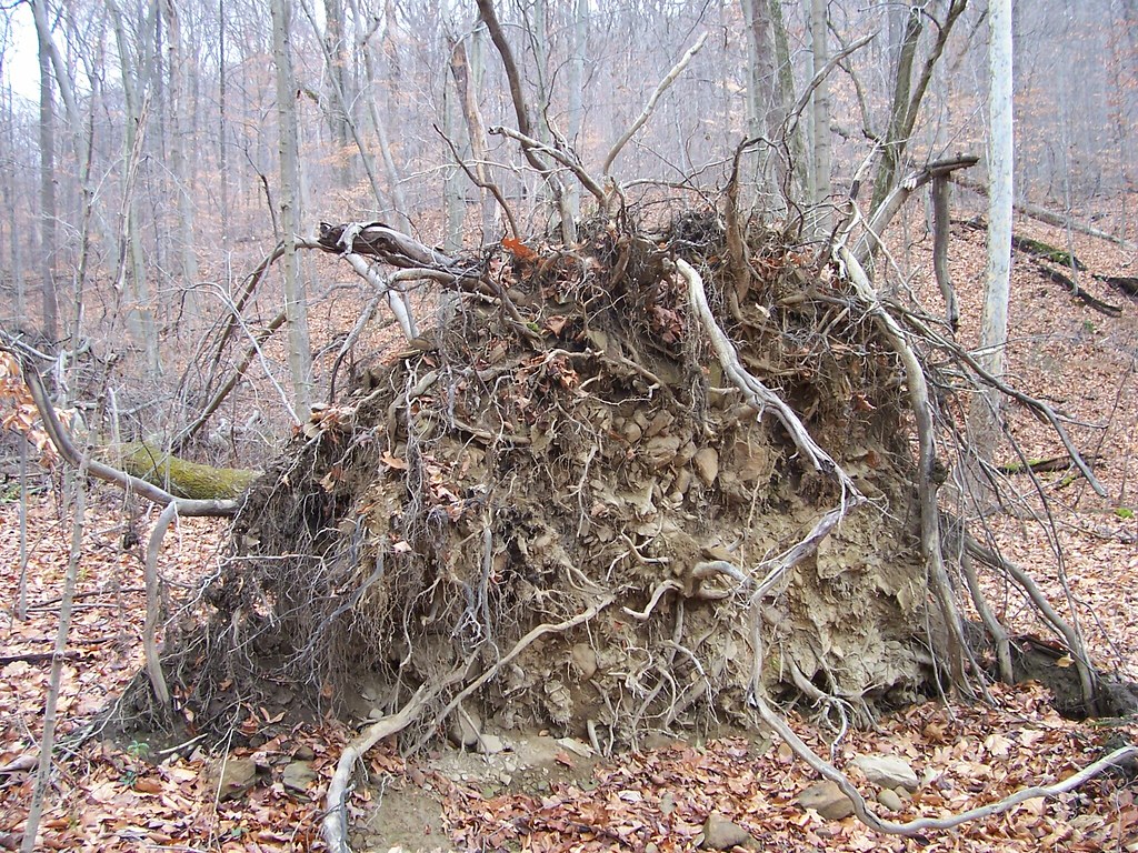 Uprooted Tree The base of a large uprooted tree in a Cleve… Flickr