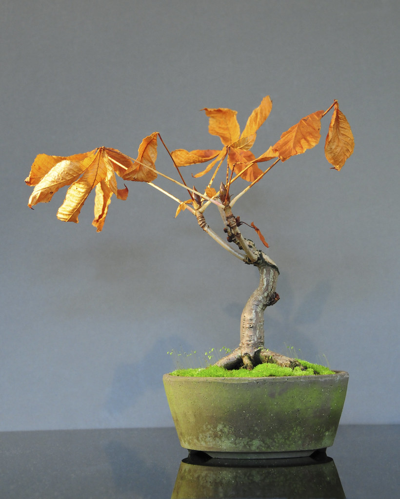 Horse Chestnut Bonsai Tree (Aesculus hippocastanum) with A… Flickr