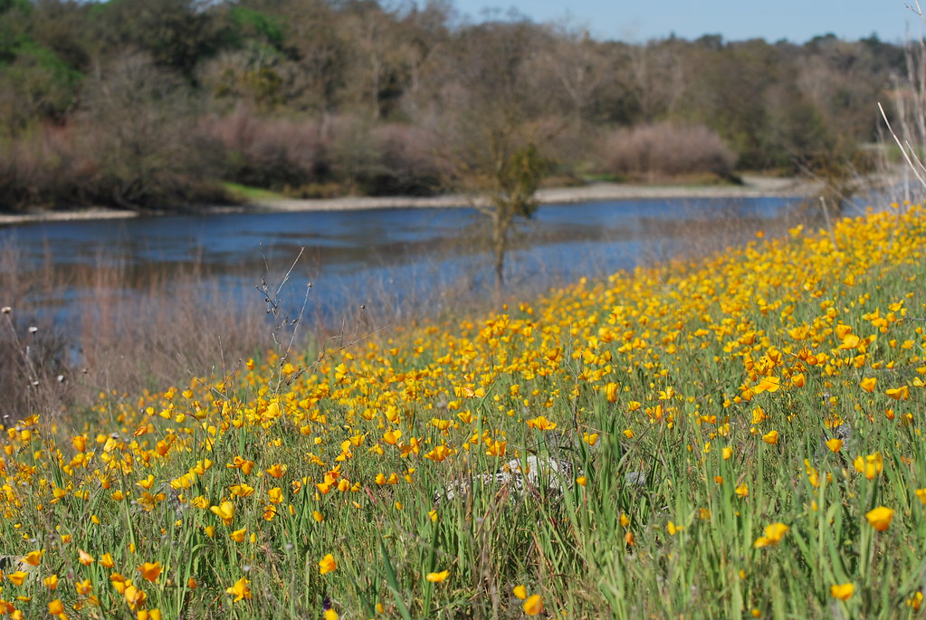 American River American River near Sailor Bar Sacramento, … Flickr