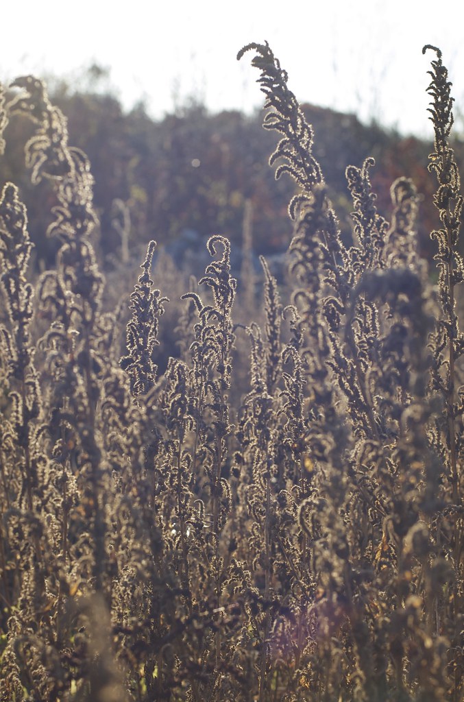 Homework 4 harvest Taken at Parker Farm in Lunenburg, MA… Flickr