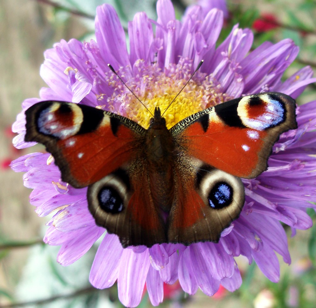 P9160224Rusalka Pawie Oczko Maria Slominski Flickr