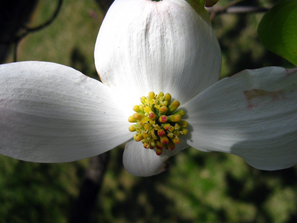 Cornus florida Flower, TTU Campus, Cookeville, TN a photo on Flickriver