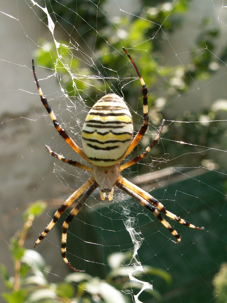 Yellow / White Striped Spider Spider in Italy, the body wa… Flickr