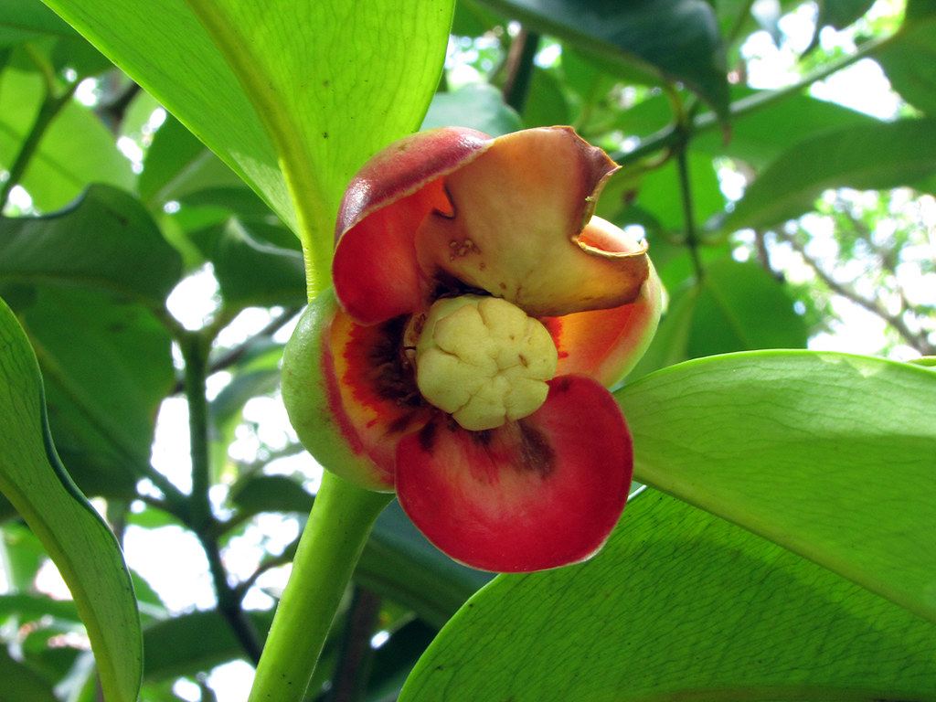 Mangosteen Flower First Flowering Different Views (a… Flickr